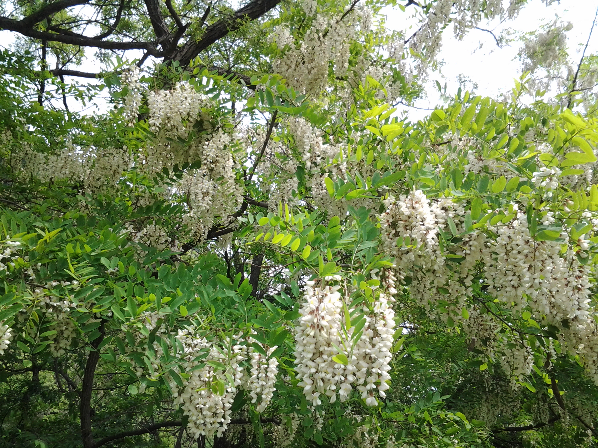 秋田県産あかしあ蜂蜜イメージ