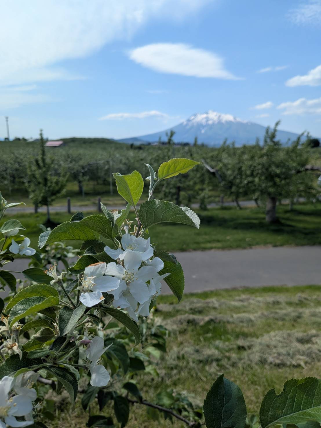 りんごの花