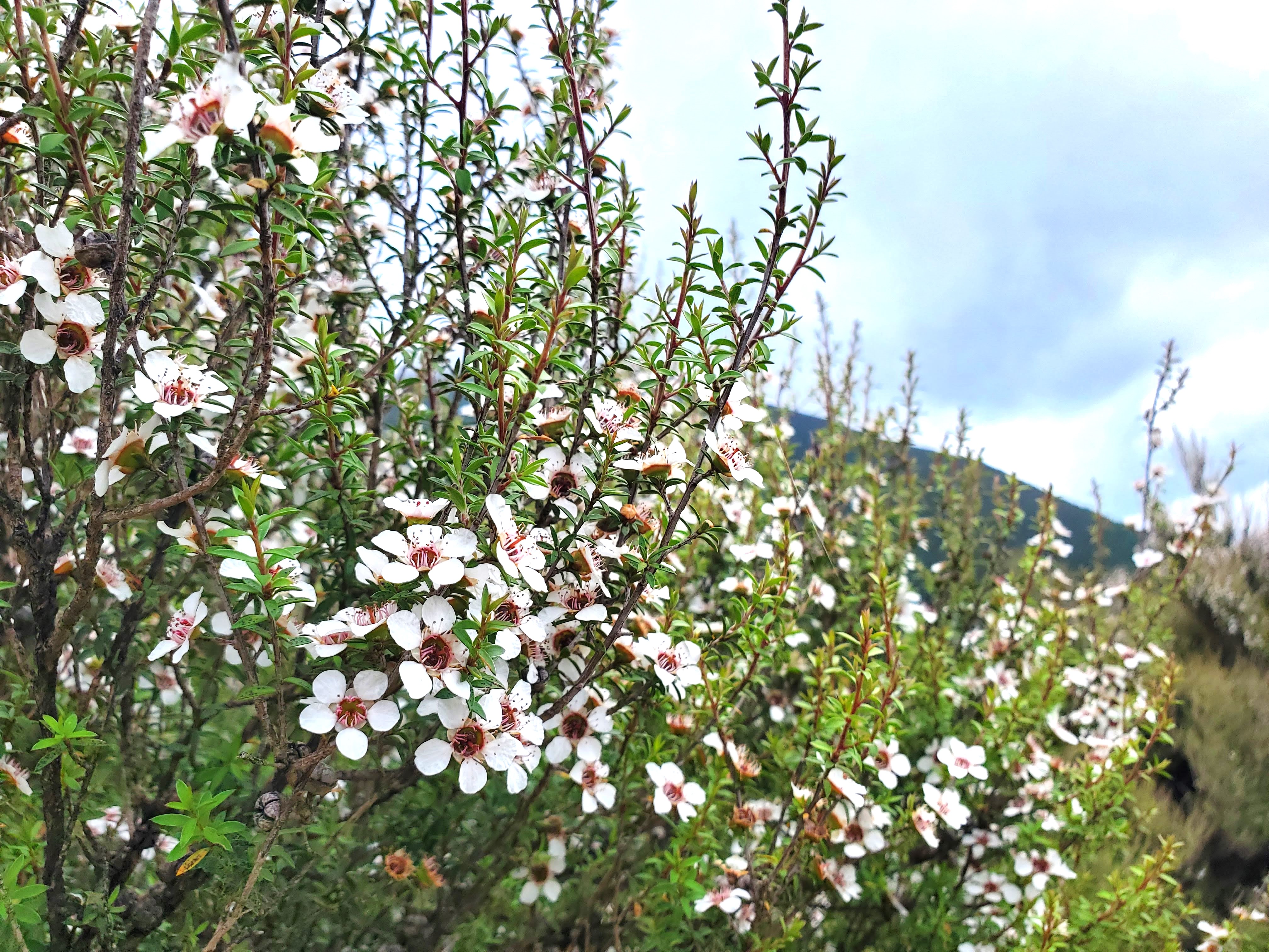 ニュージーランドの自然
