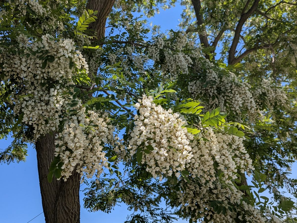 あかしあ蜂蜜