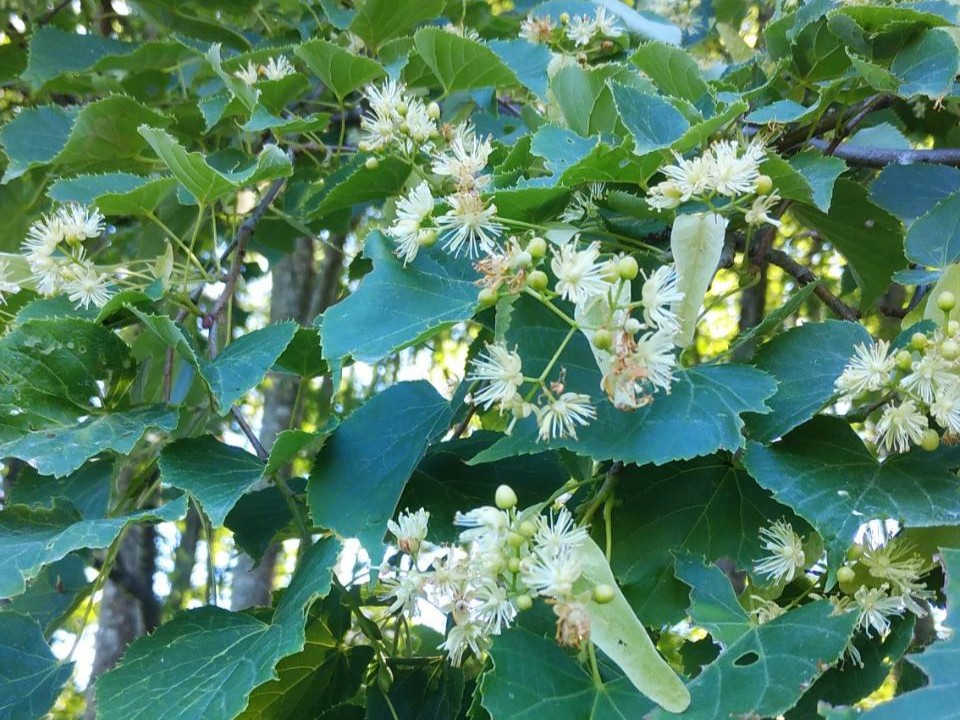 菩提樹蜂蜜