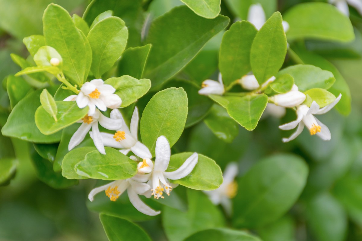 イタリア産レモンの花から採れた蜂蜜