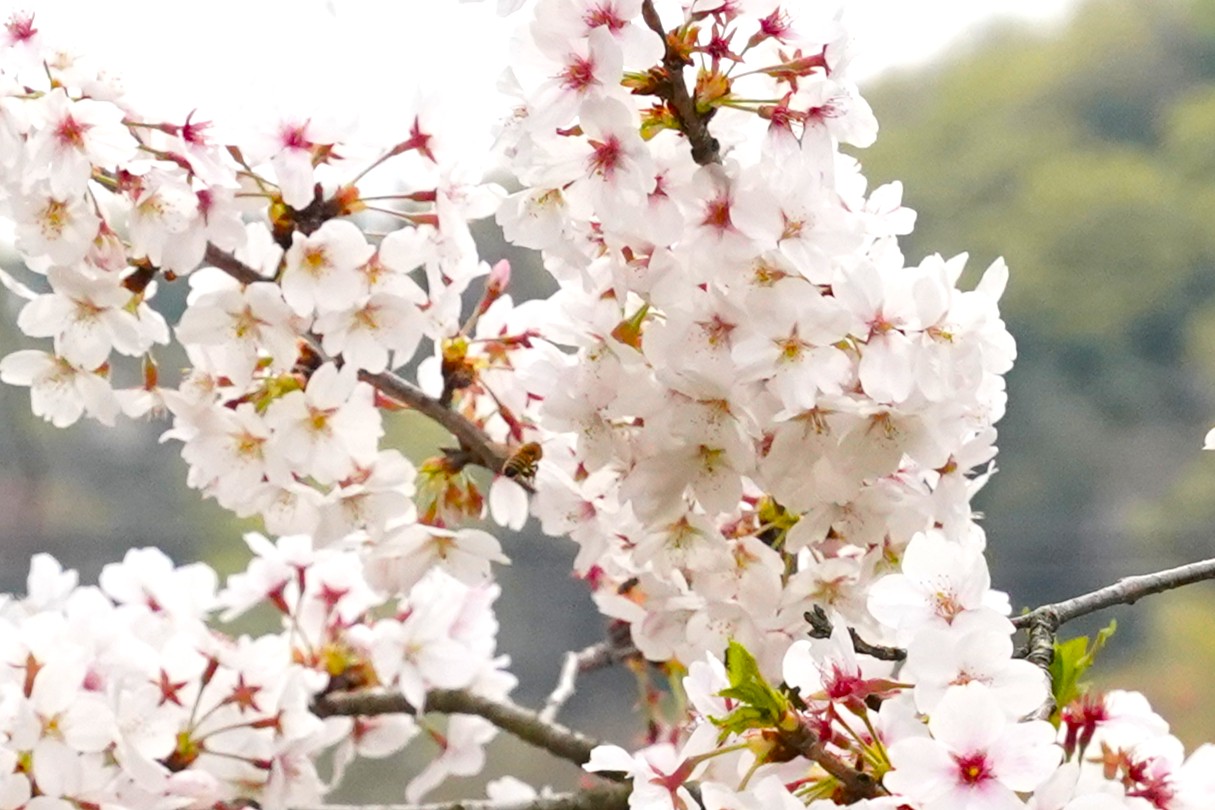 さくら蜂蜜