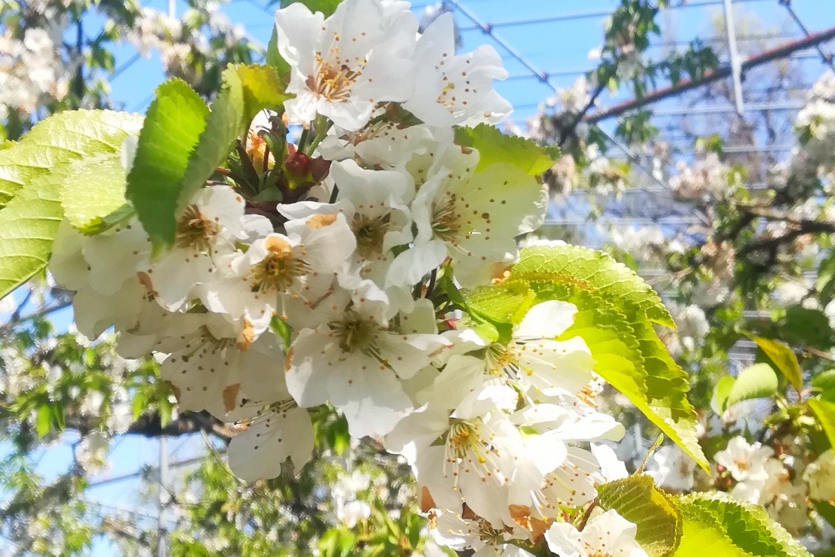 さくらんぼ