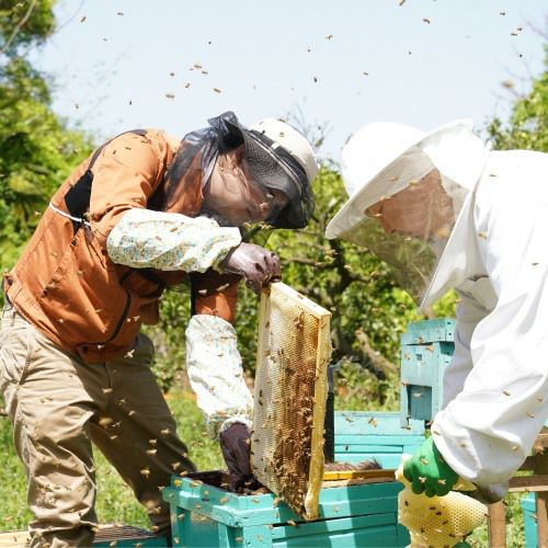 2024年採蜜】さくらんぼ蜂蜜（山形県最上町産）シングルオリジンハニー