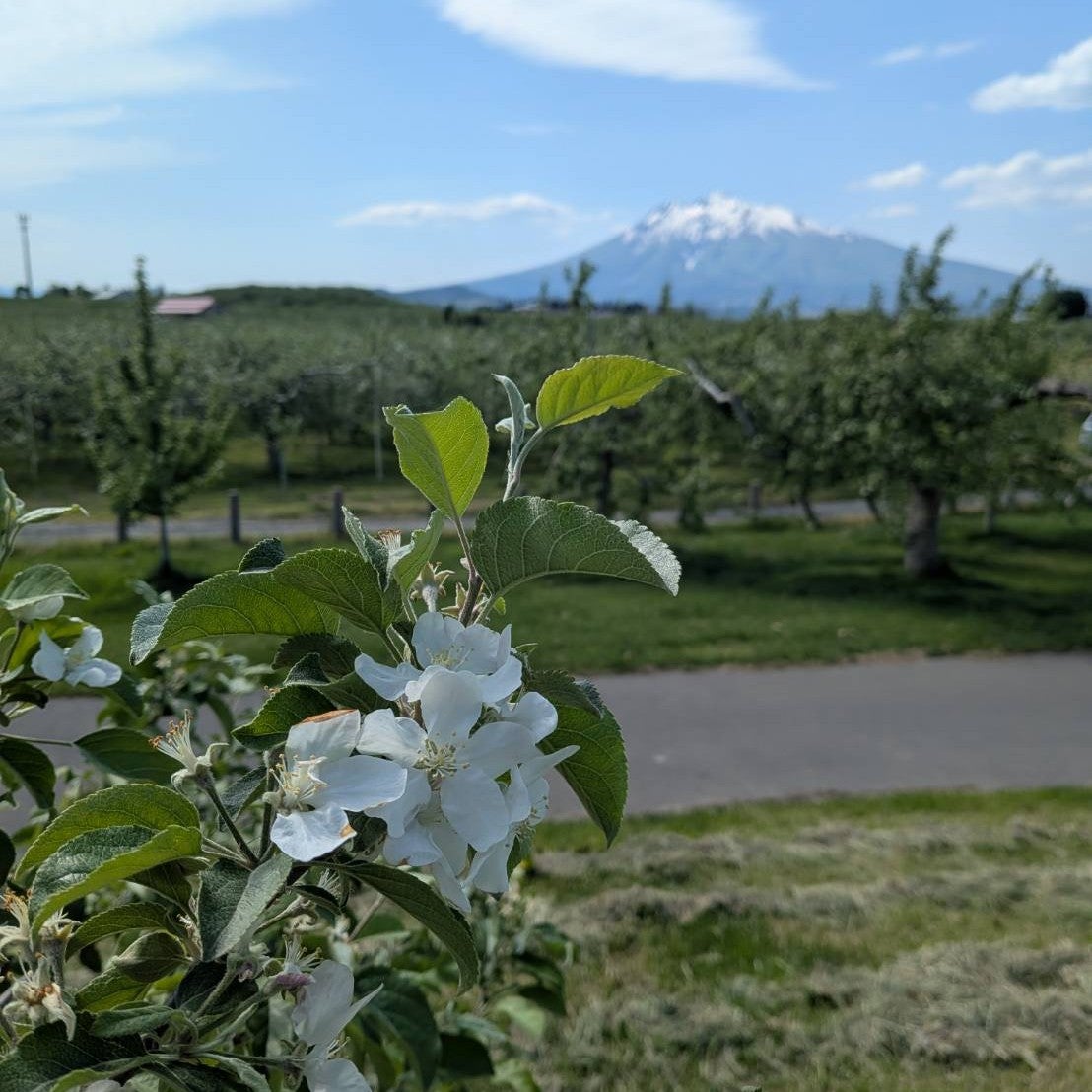 2026年新蜜】りんご蜂蜜｜450g｜国産｜大容量 | 【公式】蜂蜜専門店