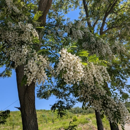 2026年新蜜・生蜂蜜】あかしあ蜂蜜（青森県弘前市産）シングルオリジン